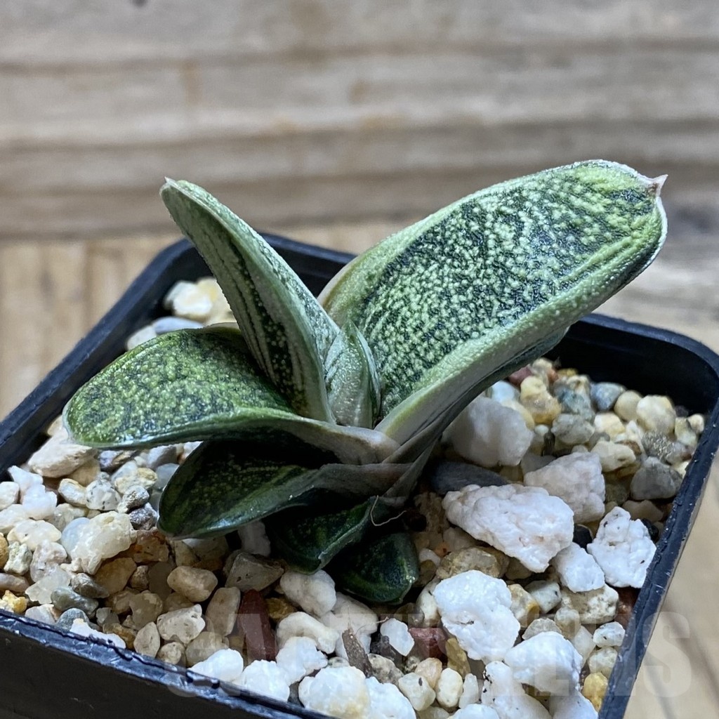 SH21371 Gasteria 'Warthog', clone 2 - Image 2