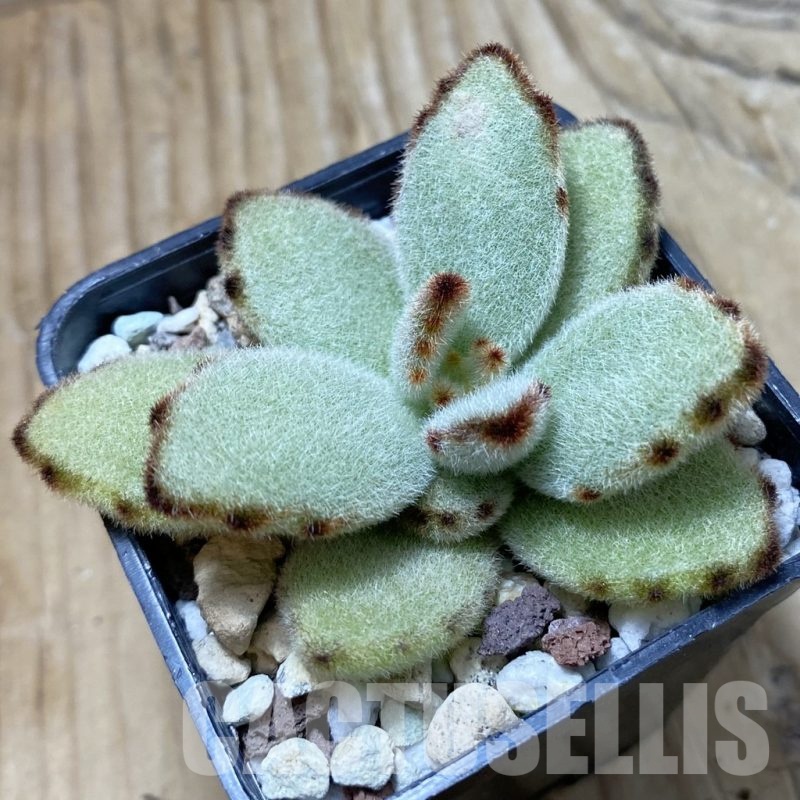 SH21373 Kalanchoe tomentosa