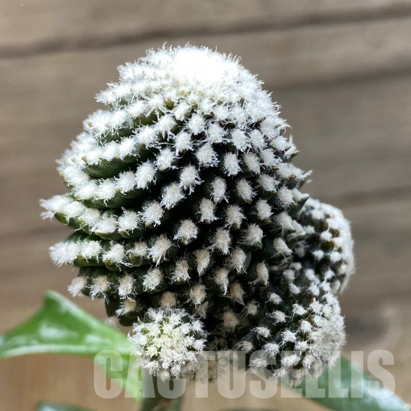 SH21376 Copiapoa tenuissima f. monstrosa, grafted
