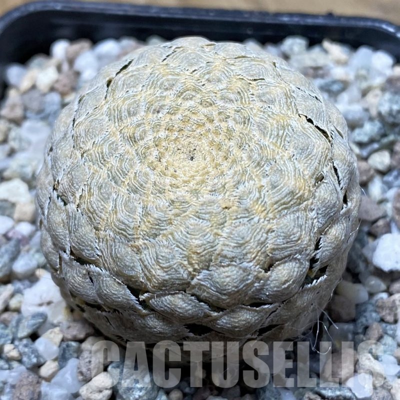 SH21378 Euphorbia piscidermis