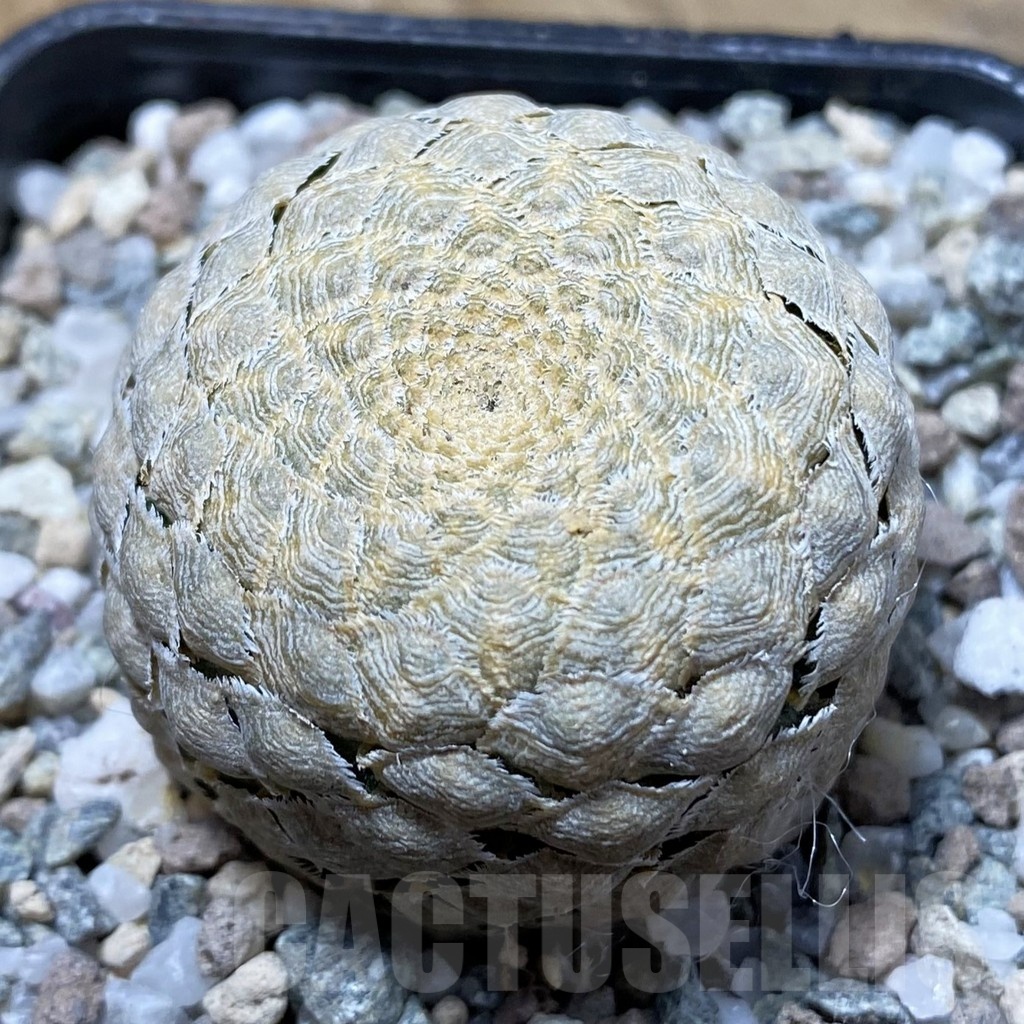 SH21378 Euphorbia piscidermis