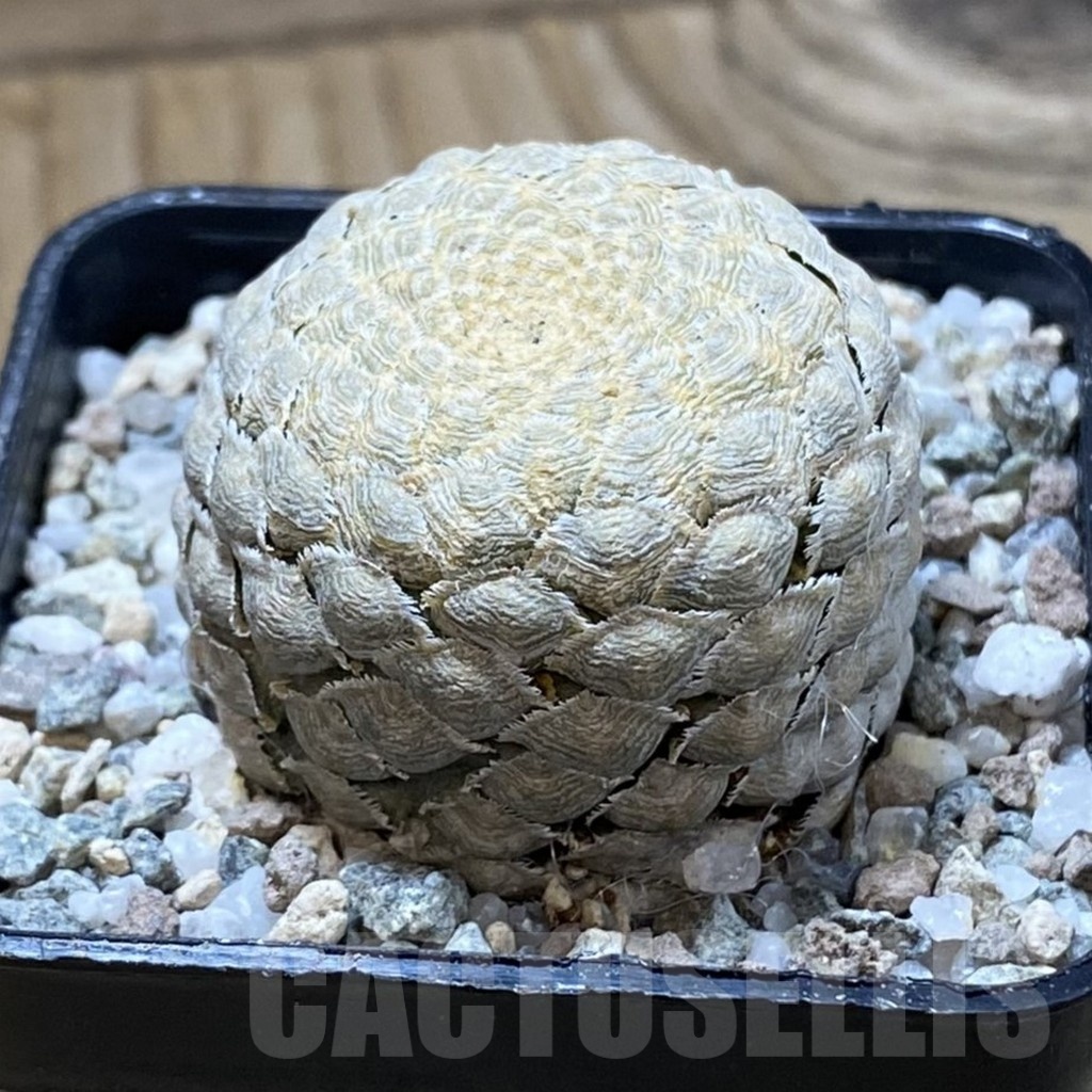 SH21378 Euphorbia piscidermis - Image 2