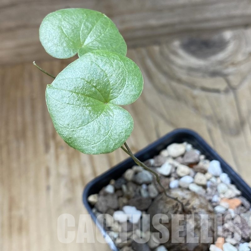 SH21382 Dioscorea elephantipes