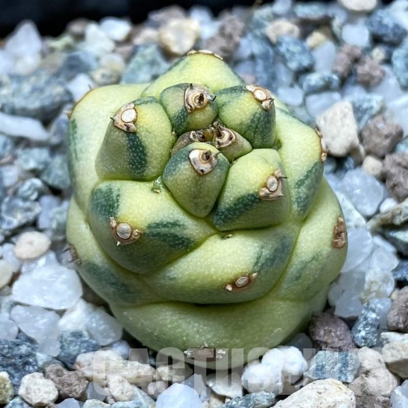 SH21384 Monadenium ritchiei f. variegata