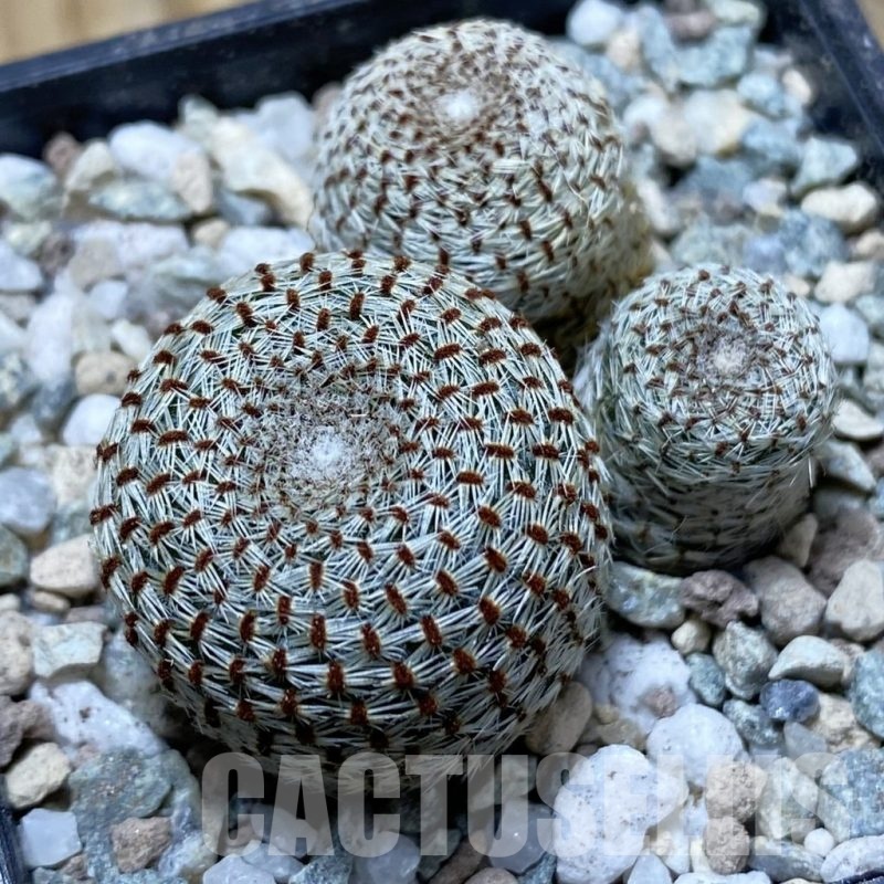 SH21343 Rebutia heliosa