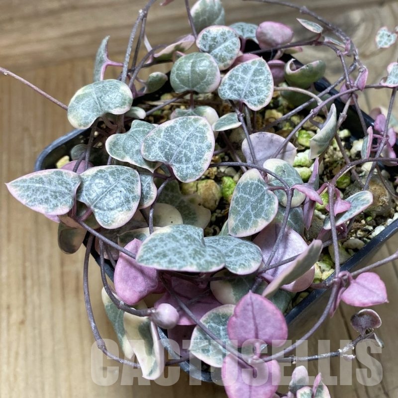 SH21387 Ceropegia woodii f. variegata