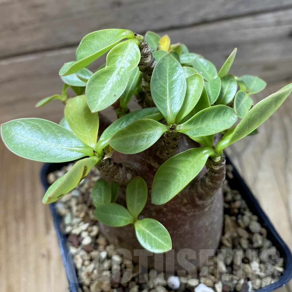 SH21388 Adenium arabicum 'Black Body' - Image 2