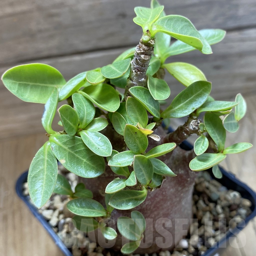 SH21388 Adenium arabicum 'Black Body'