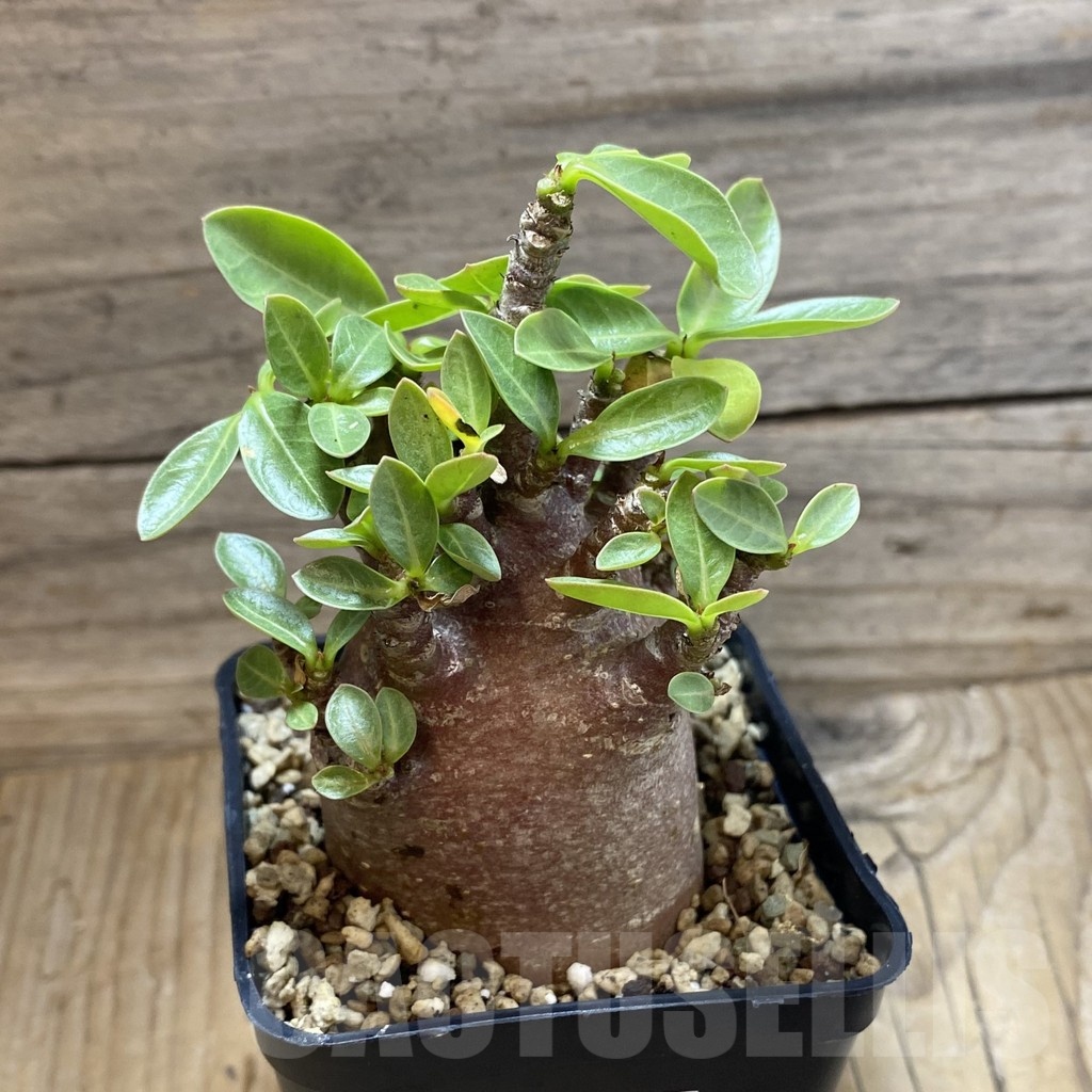 SH21388 Adenium arabicum 'Black Body' - Image 3
