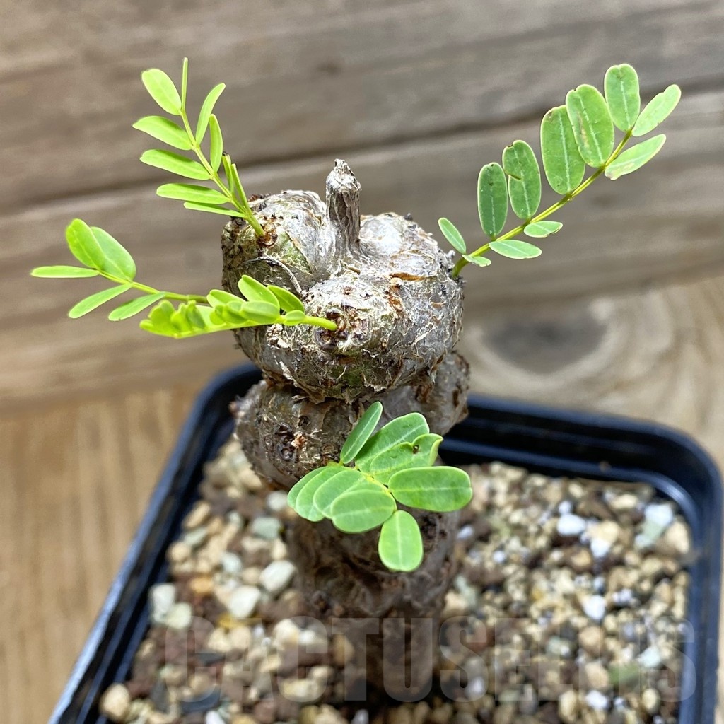 SH21389 Senna meridionalis, seedling