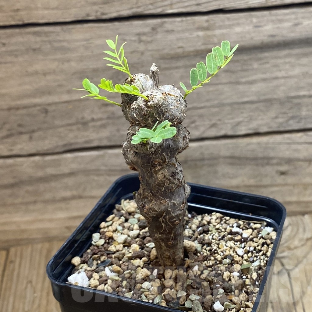 SH21389 Senna meridionalis, seedling - Image 2