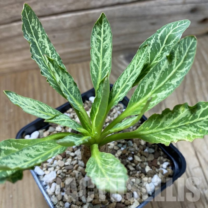 SH21391 Euphorbia spannringii 'Fish Bone'