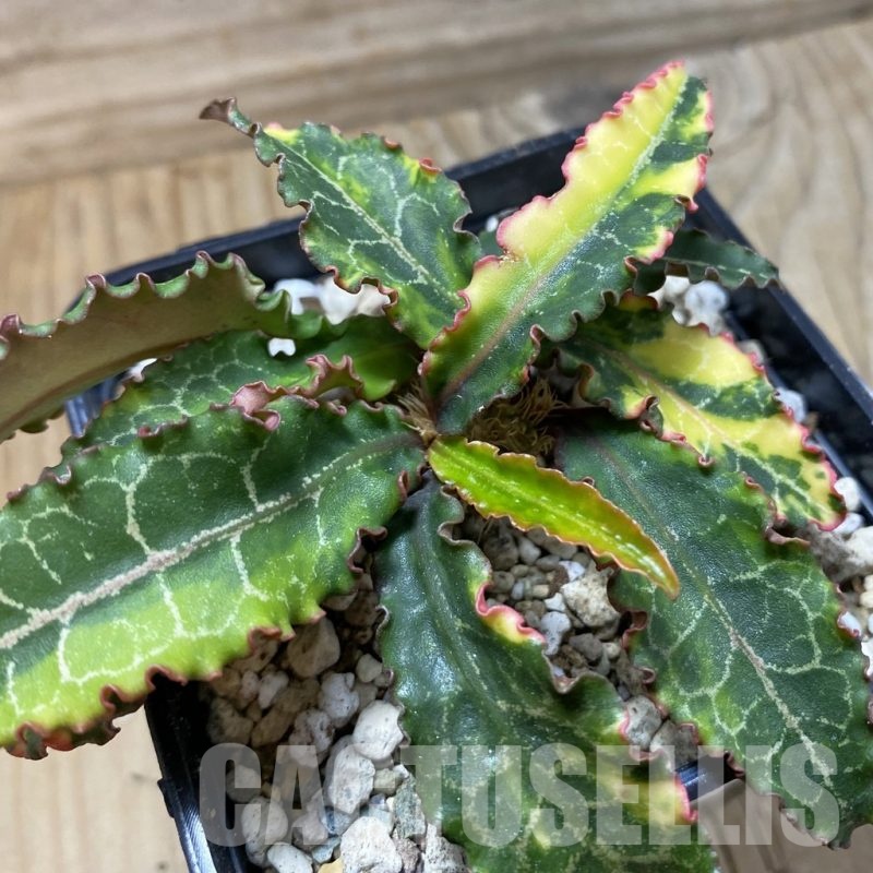 SH21392 Euphorbia francoisii f. variegata