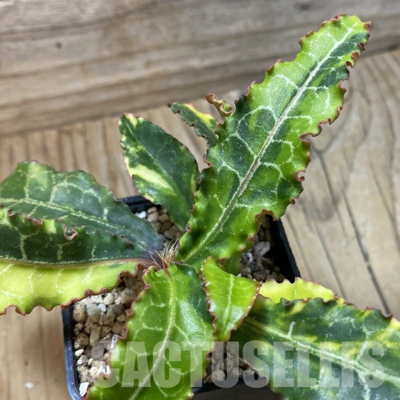 SH21393 Euphorbia francoisii f. variegata