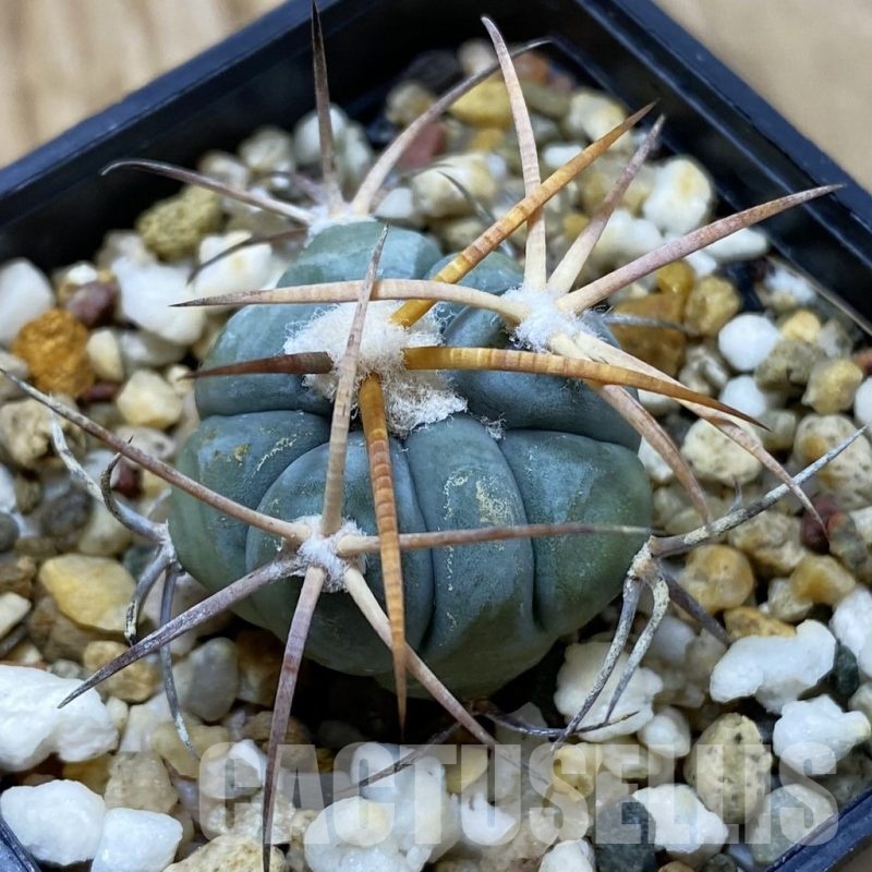 SH21344 Echinocactus horizonthalonius VZD 326