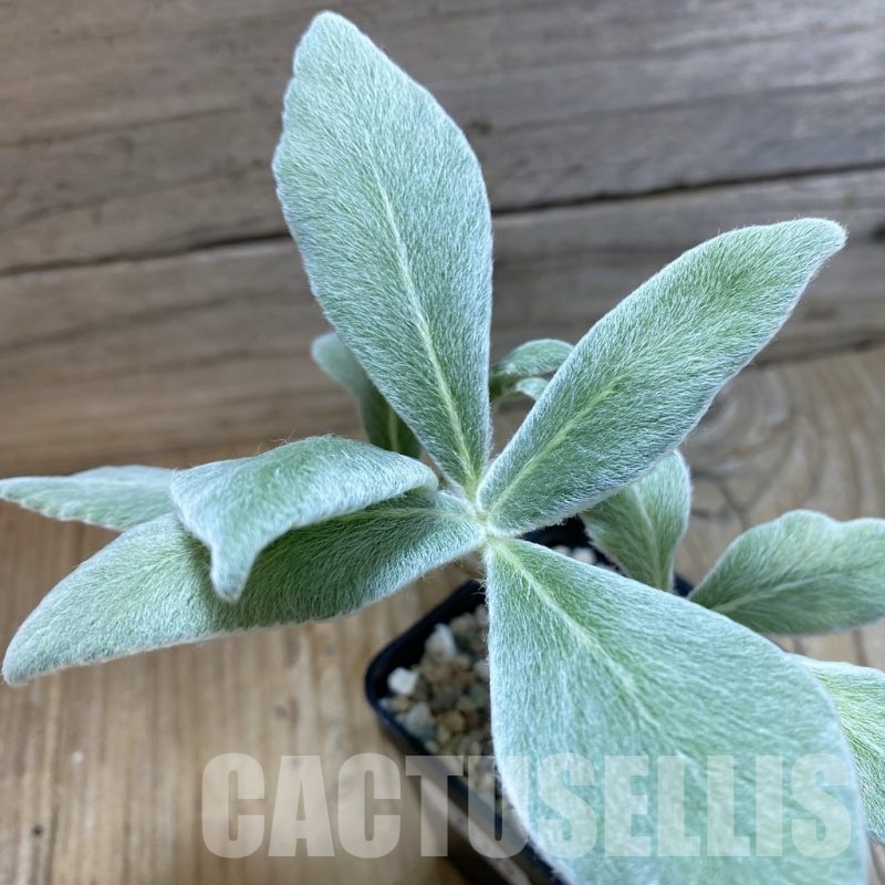 SH21395 Sinningia leucotricha