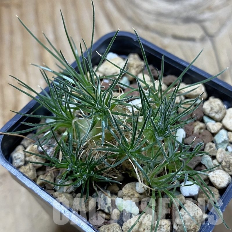 SH21398 Ornithogalum sardienii mini form