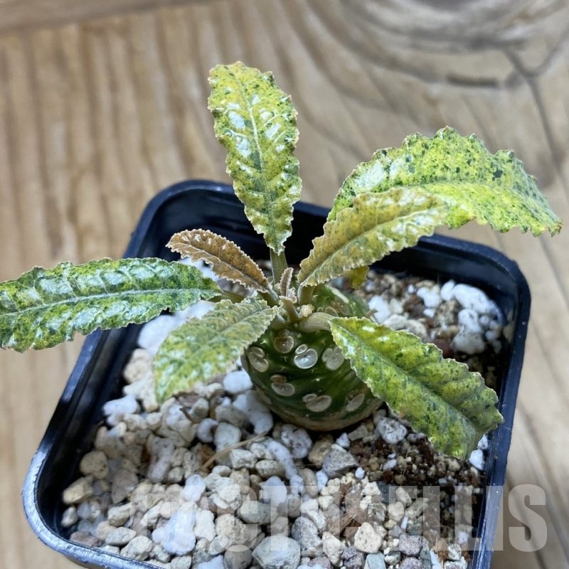 SH21403 Dorstenia hybrid f. variegata