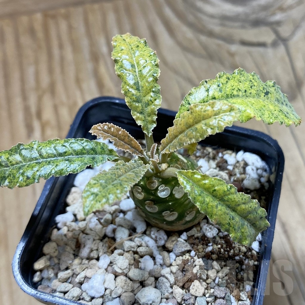 SH21403 Dorstenia hybrid f. variegata
