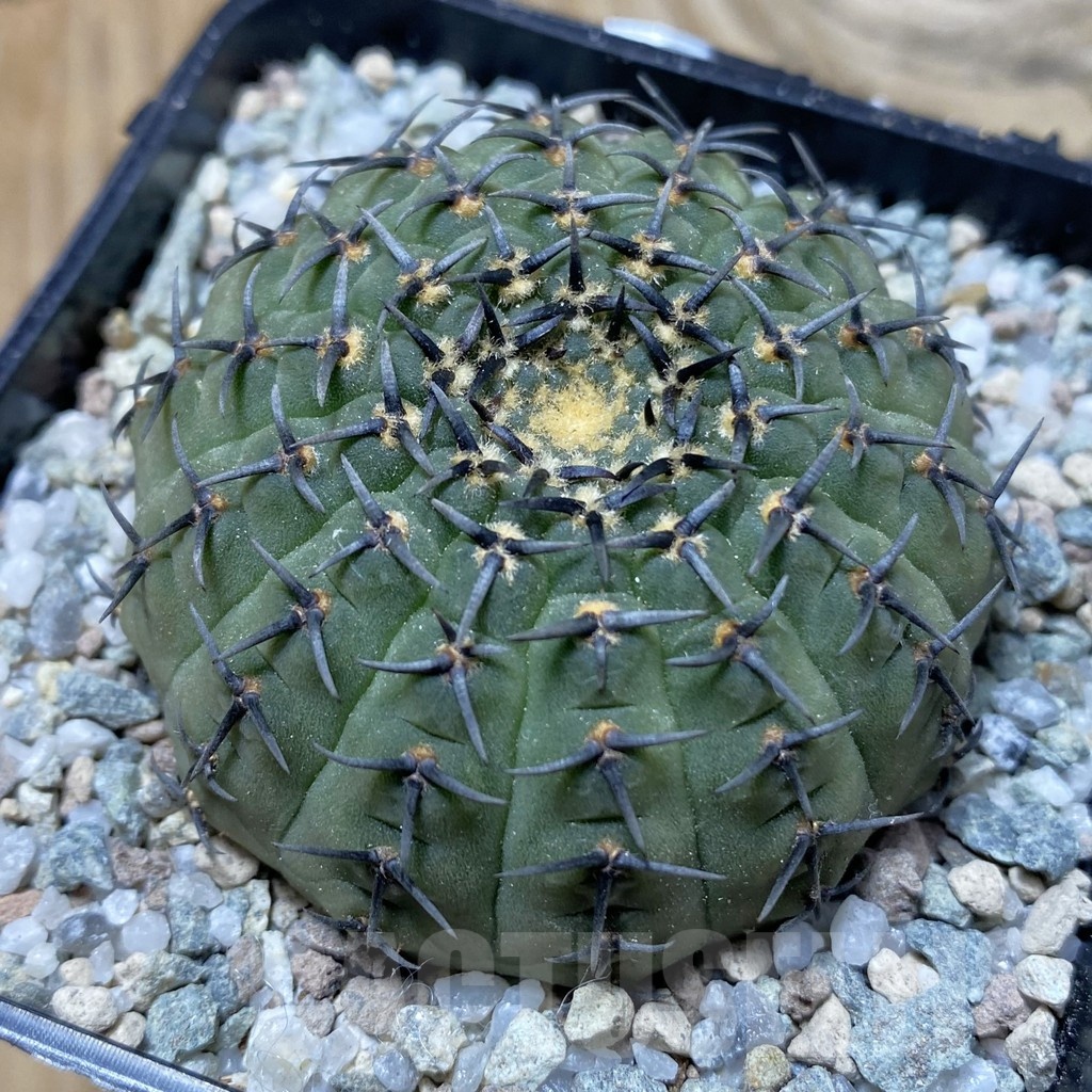SH21339 Gymnocalycium bodenbenderianum ‘Black Spine’ -Japan-