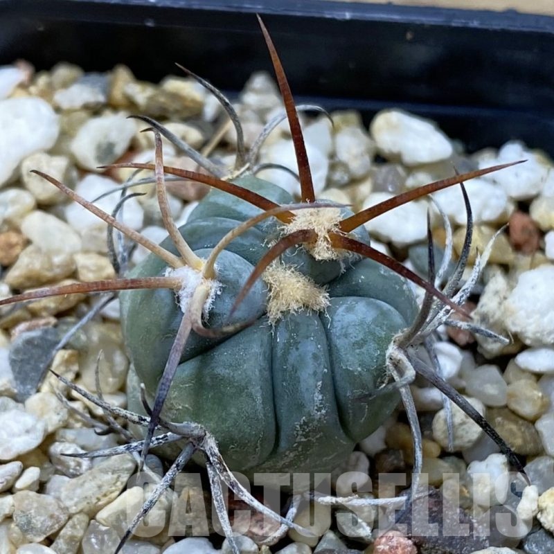 SH21345 Echinocactus horizonthalonius VZD 326