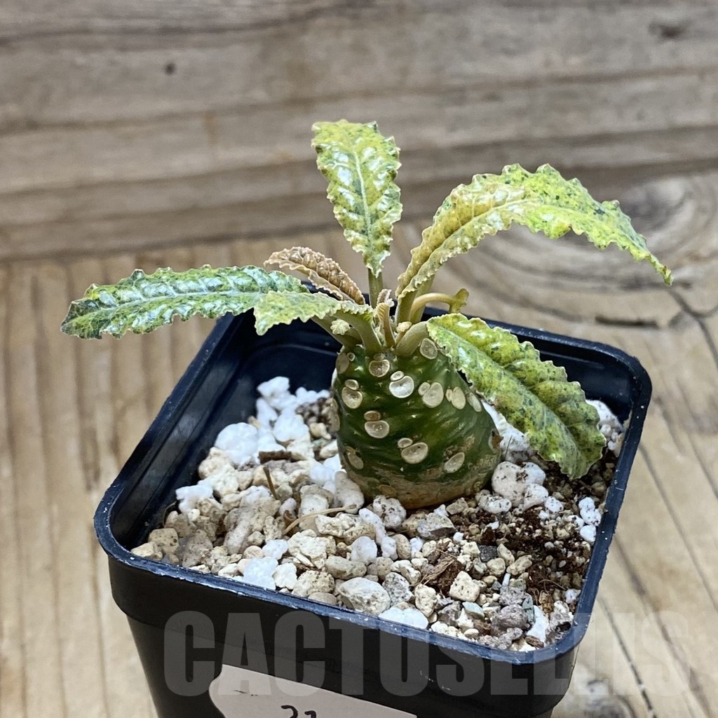 SH21403 Dorstenia hybrid f. variegata - Image 2