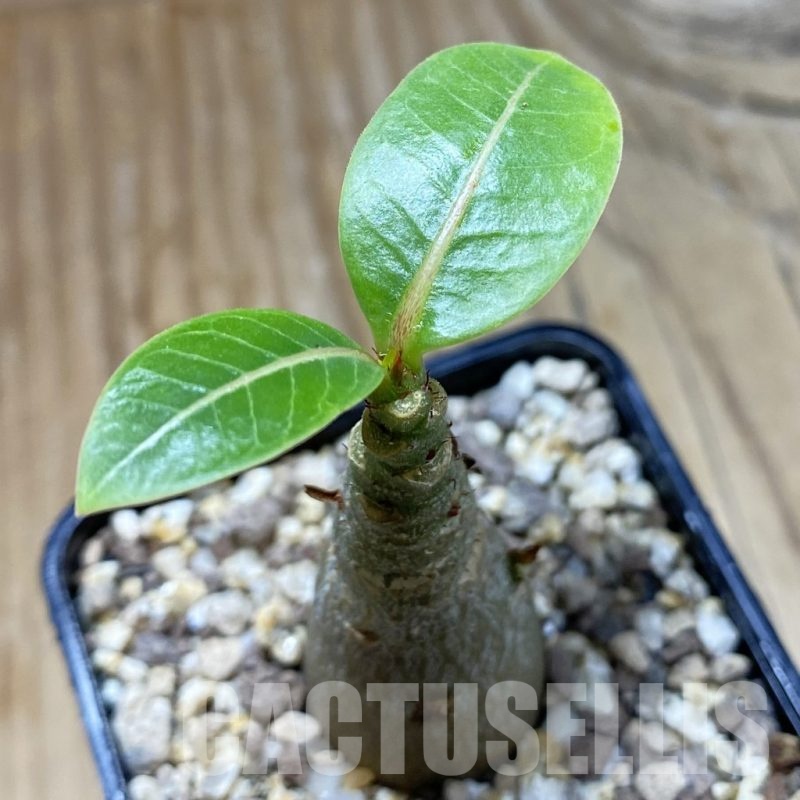 SH21408 Adenium arabicum 'Black Body'