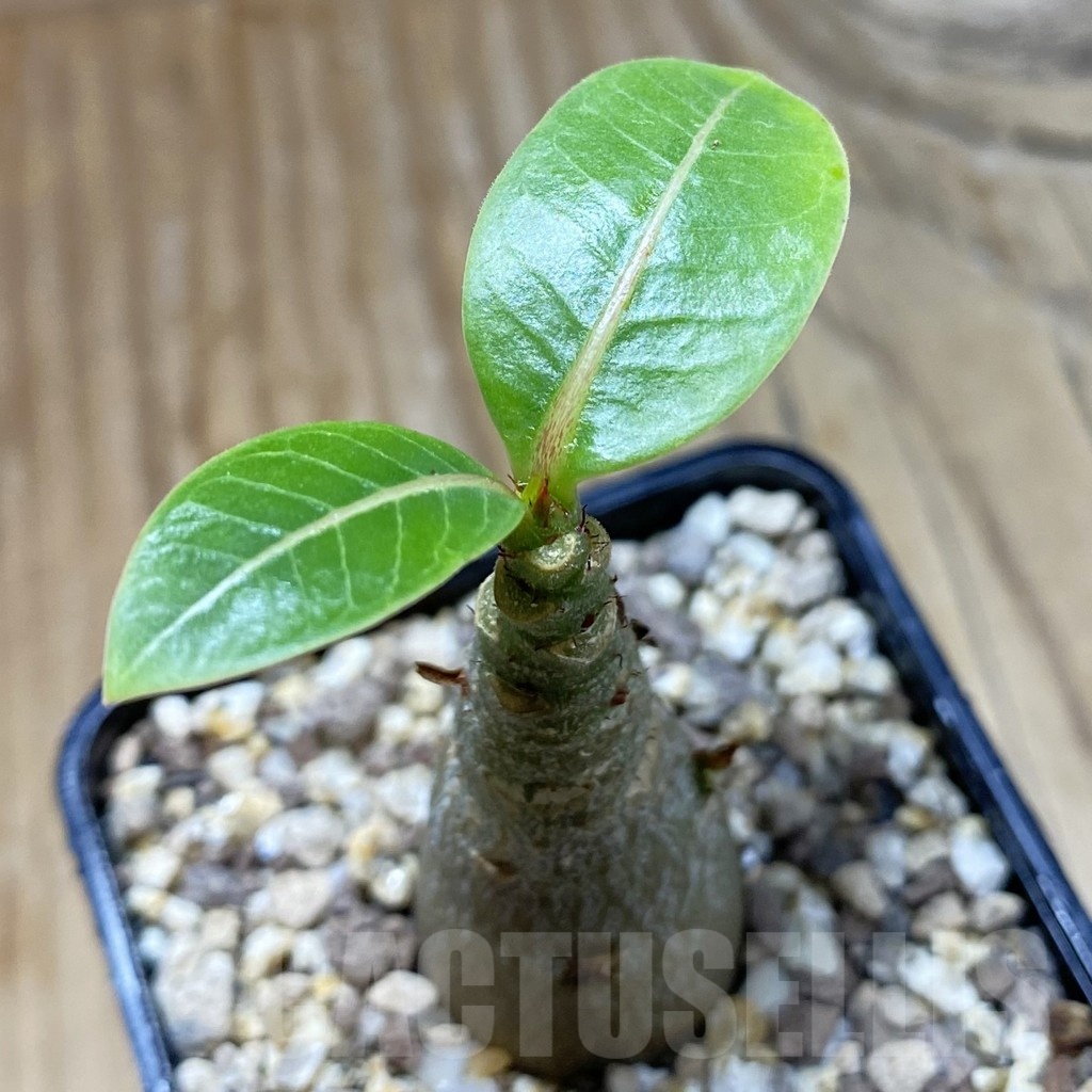 SH21408 Adenium arabicum 'Black Body'