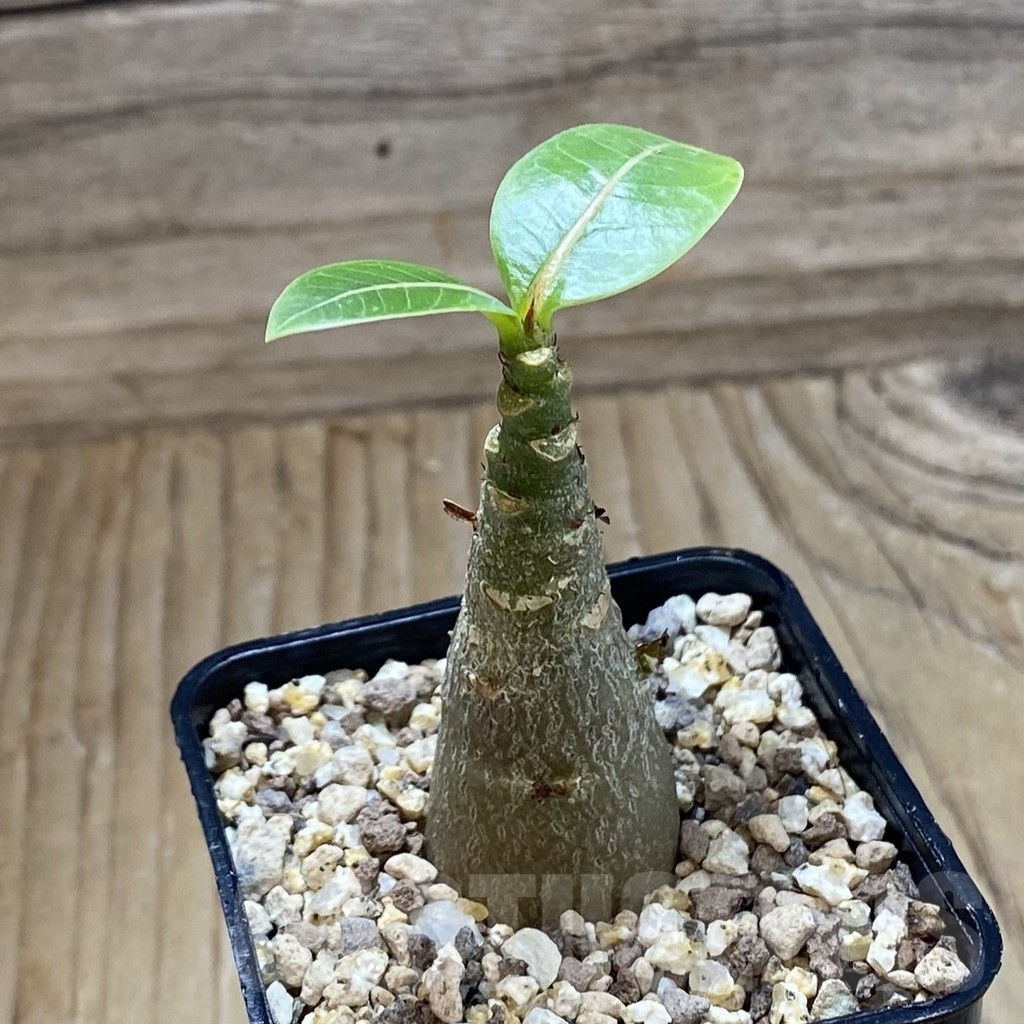 SH21408 Adenium arabicum 'Black Body' - Image 2