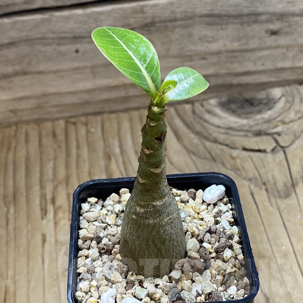 SH21409 Adenium arabicum 'Black Body' - Image 2