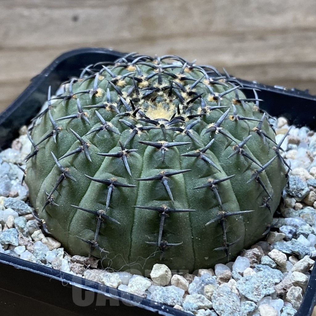 SH21339 Gymnocalycium bodenbenderianum ‘Black Spine’ -Japan- - immagine 2