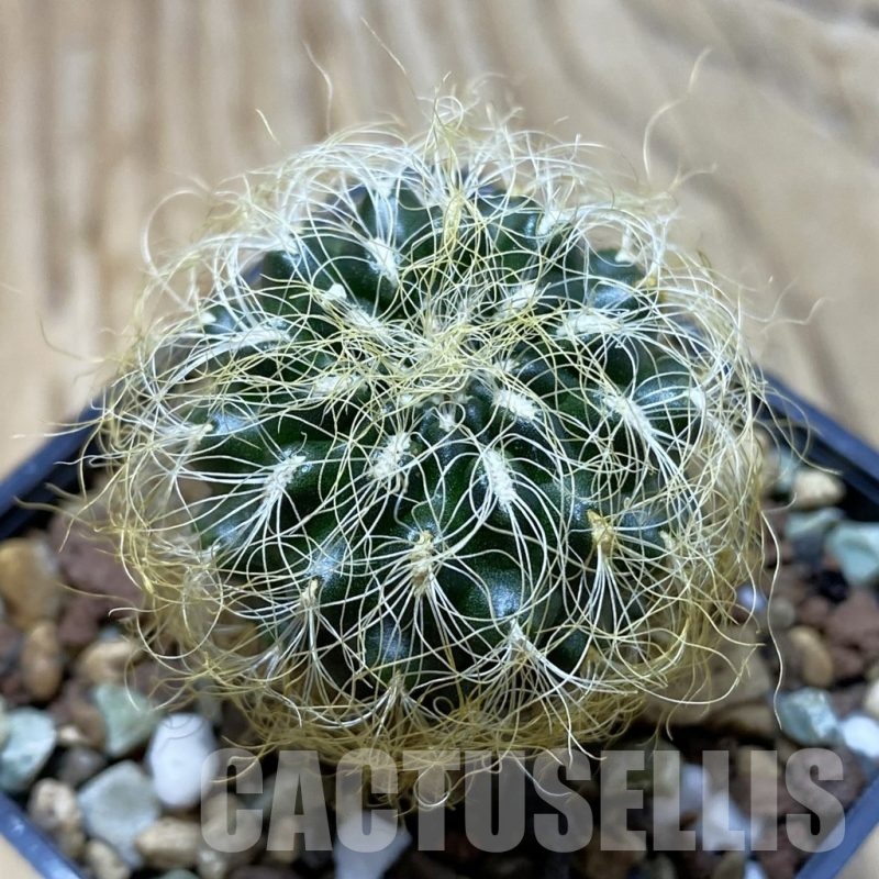 SH21350 Sulcorebutia patriciae