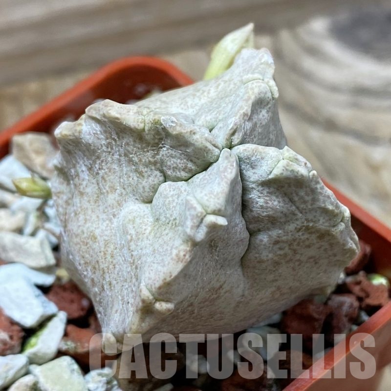 SH21354 Whitesloanea crassa