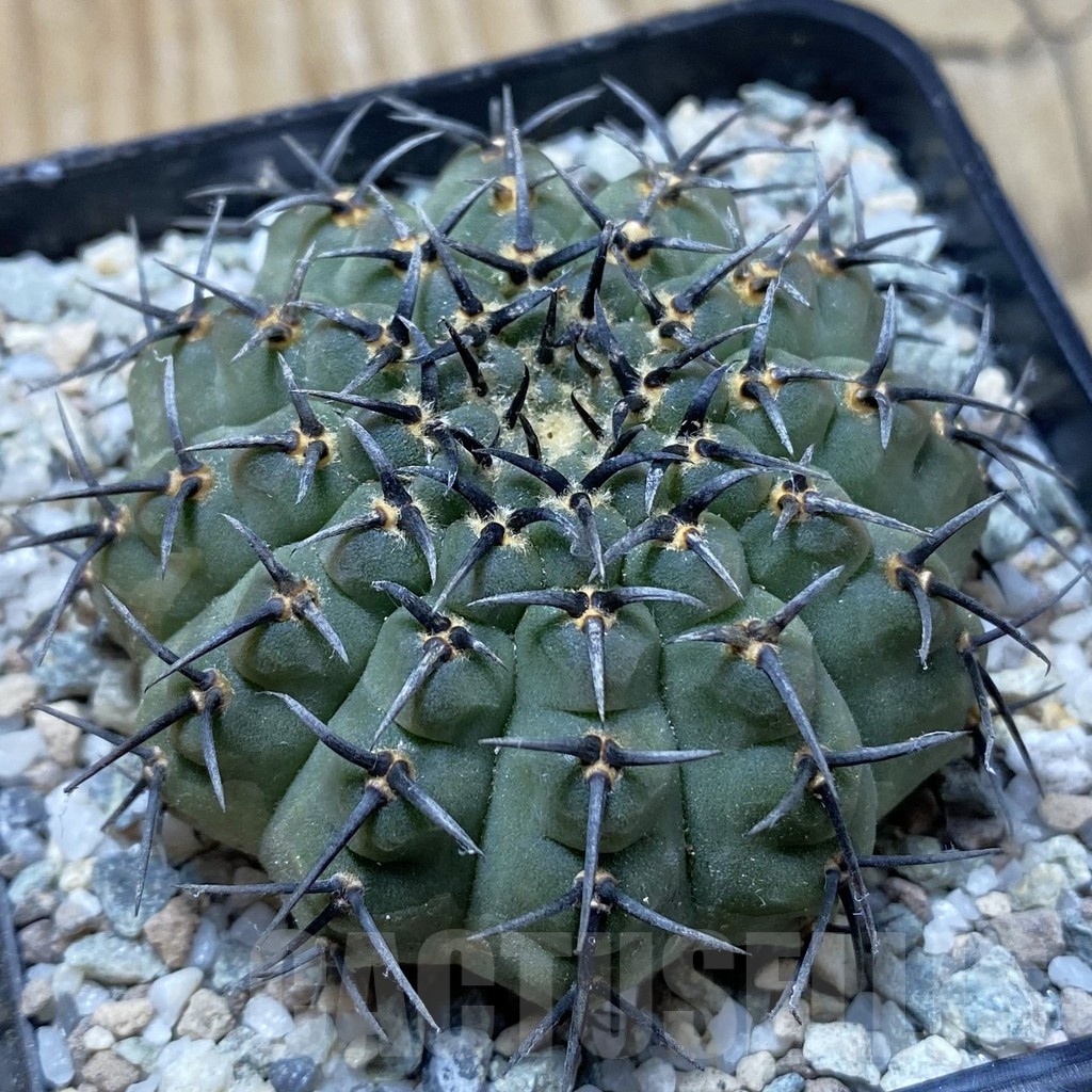 SH21340 Gymnocalycium bodenbenderianum ‘Black Spine’ -Japan-