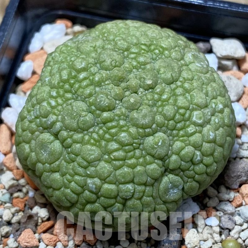 SH21355 Pseudolithos migiurtinus