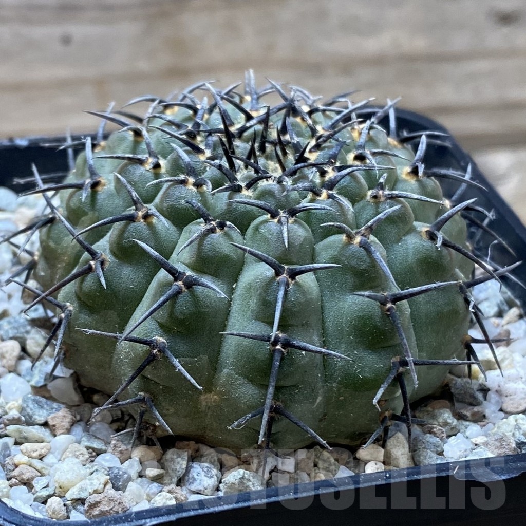 SH21340 Gymnocalycium bodenbenderianum ‘Black Spine’ -Japan- - Image 2