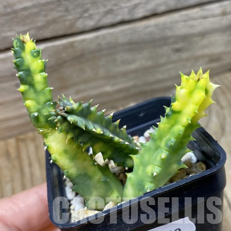 SH21362 Huernia zebrina f. variegata