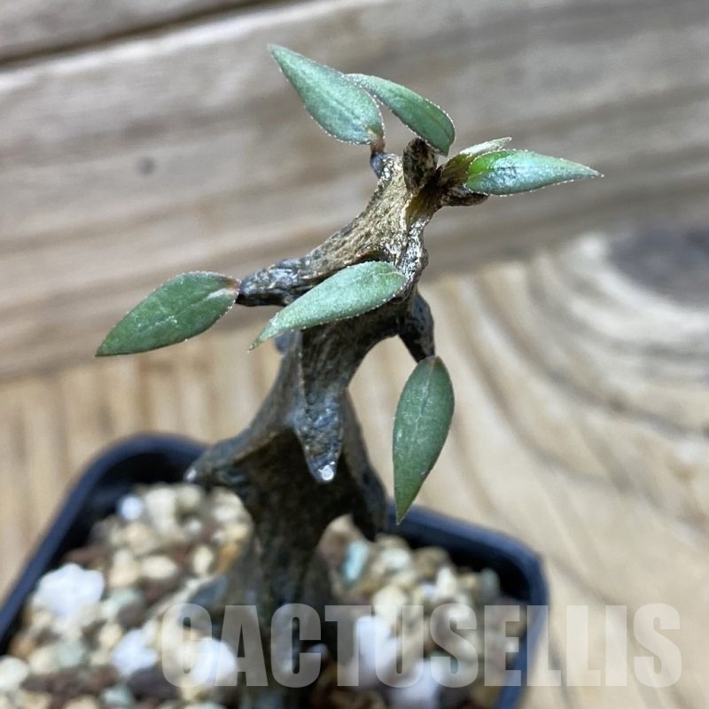 SH21363 Ceropegia bosseri