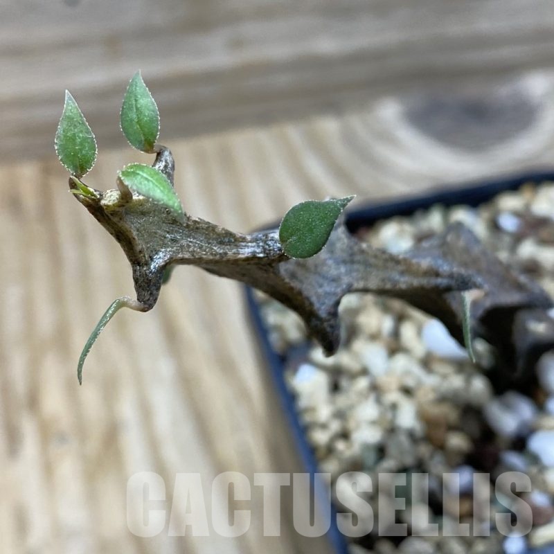 SH21364 Ceropegia bosseri