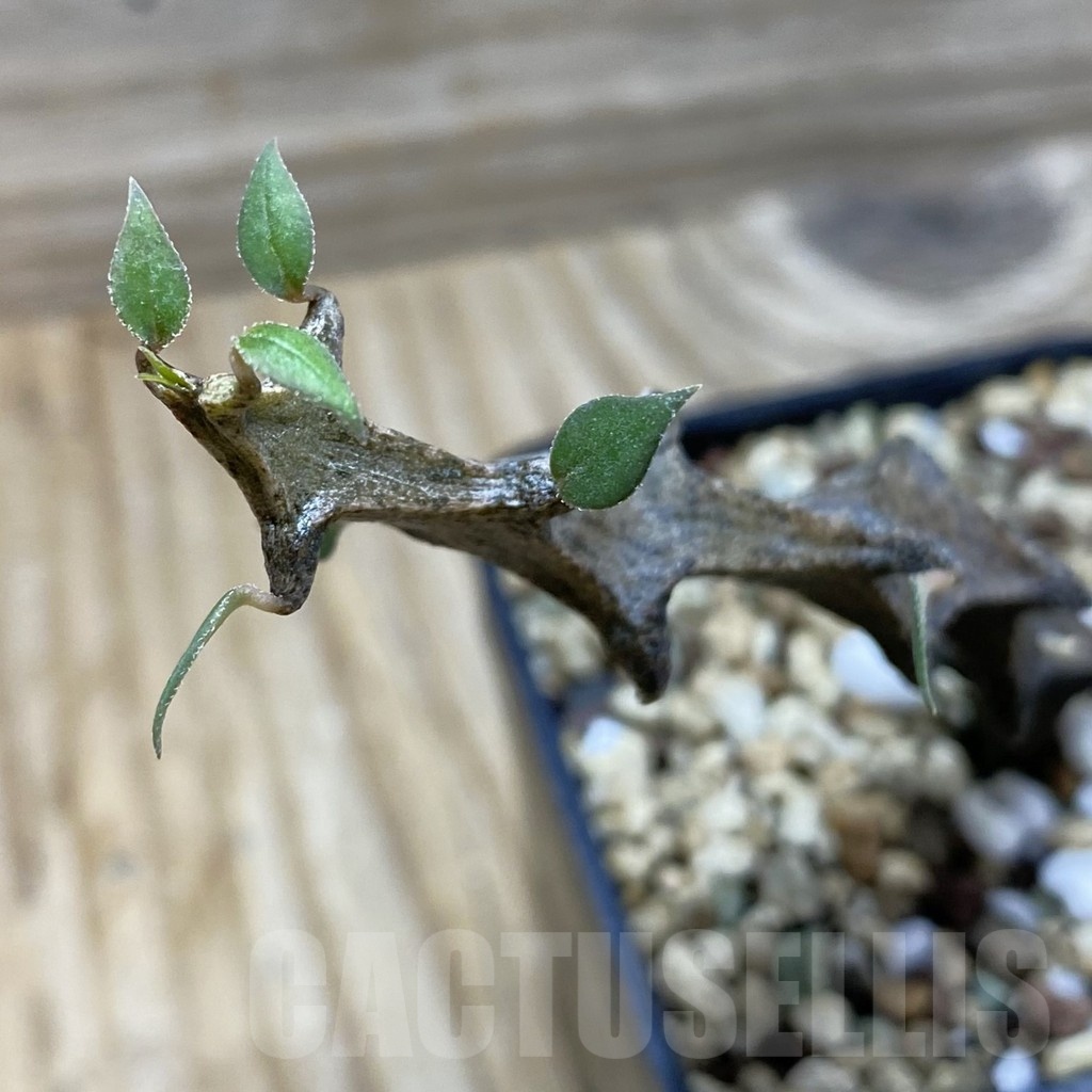 SH21364 Ceropegia bosseri