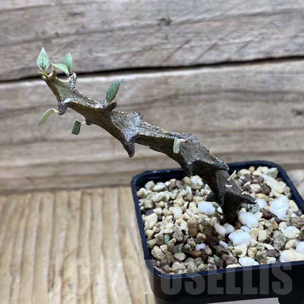 SH21364 Ceropegia bosseri - immagine 2