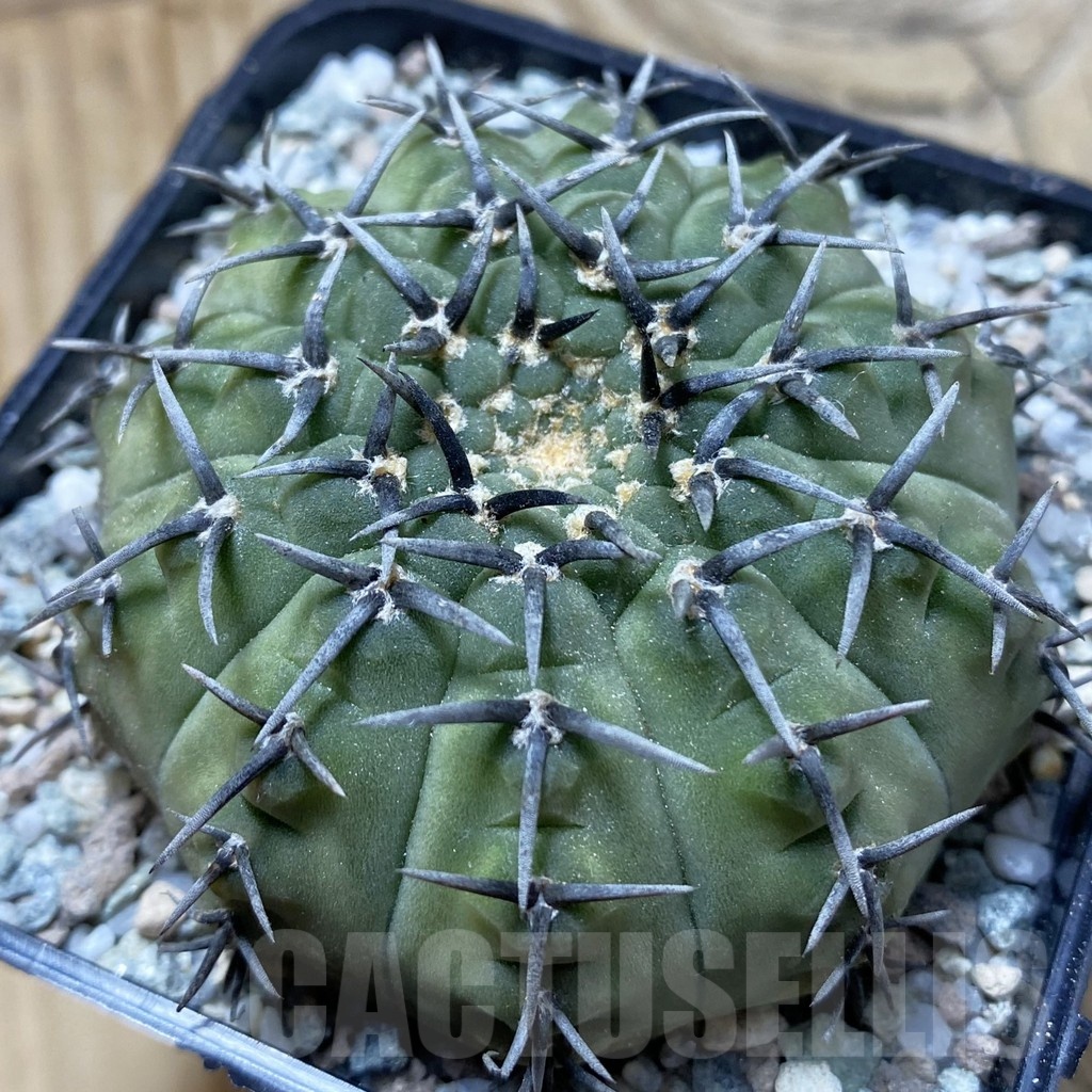 SH21341 Gymnocalycium bodenbenderianum ‘Black Spine’ -Japan-