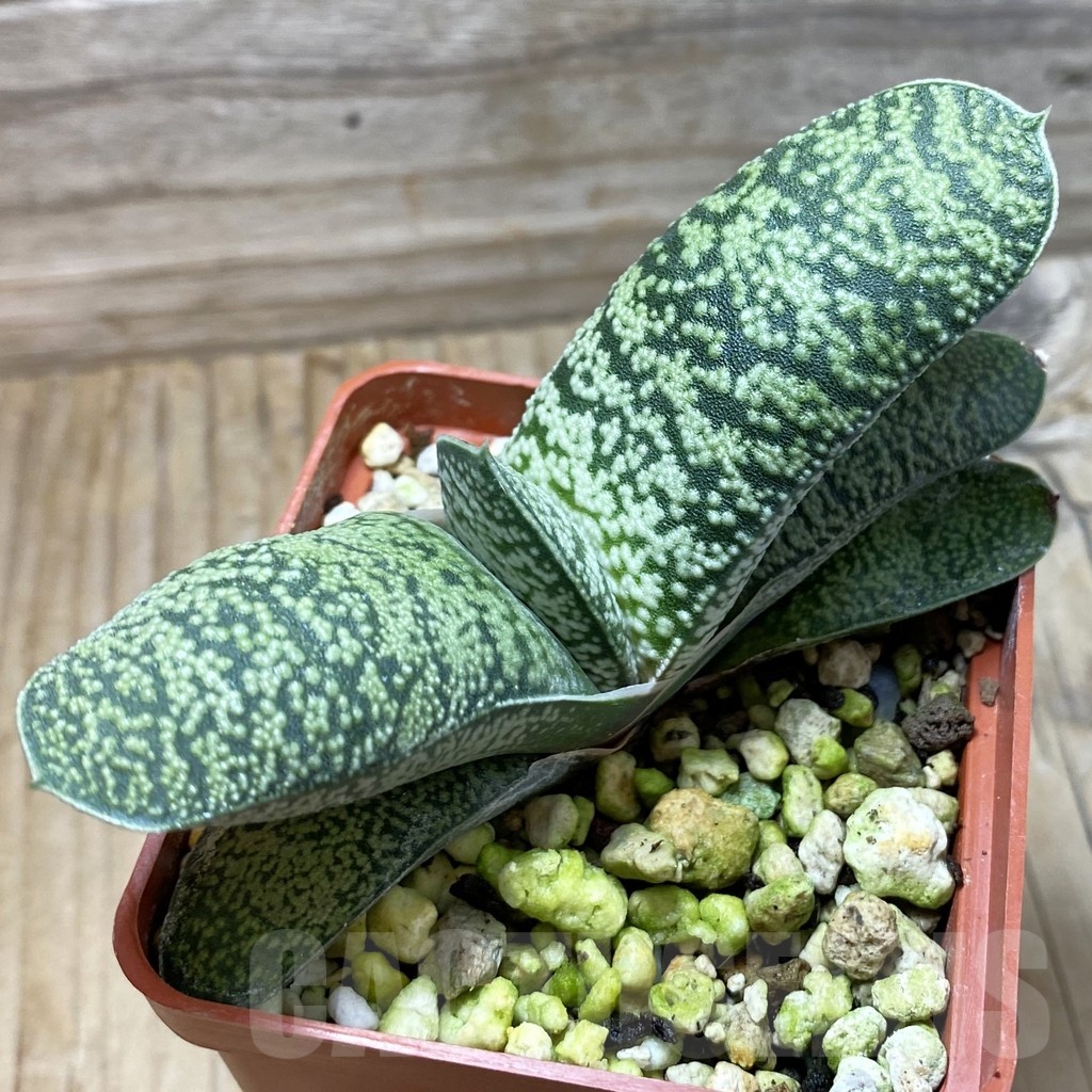 SH21365 Gasteria hybrid