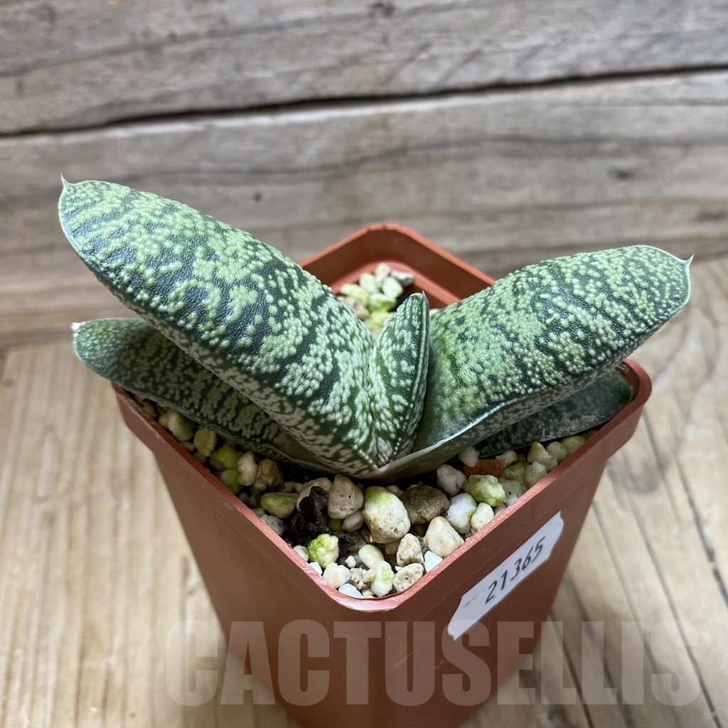 SH21365 Gasteria hybrid - immagine 2