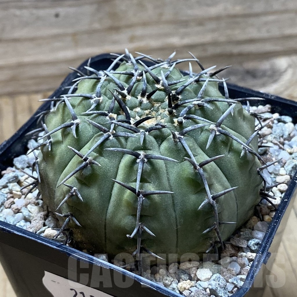 SH21341 Gymnocalycium bodenbenderianum ‘Black Spine’ -Japan- - Obrázek 2