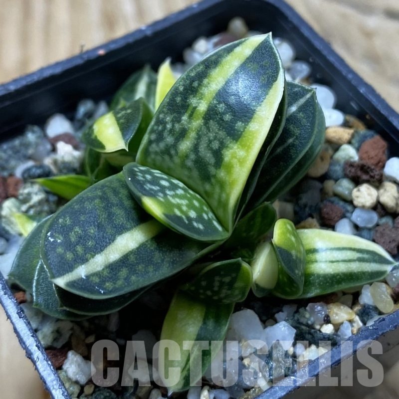 SH21369 Gasteria minima f. variegata