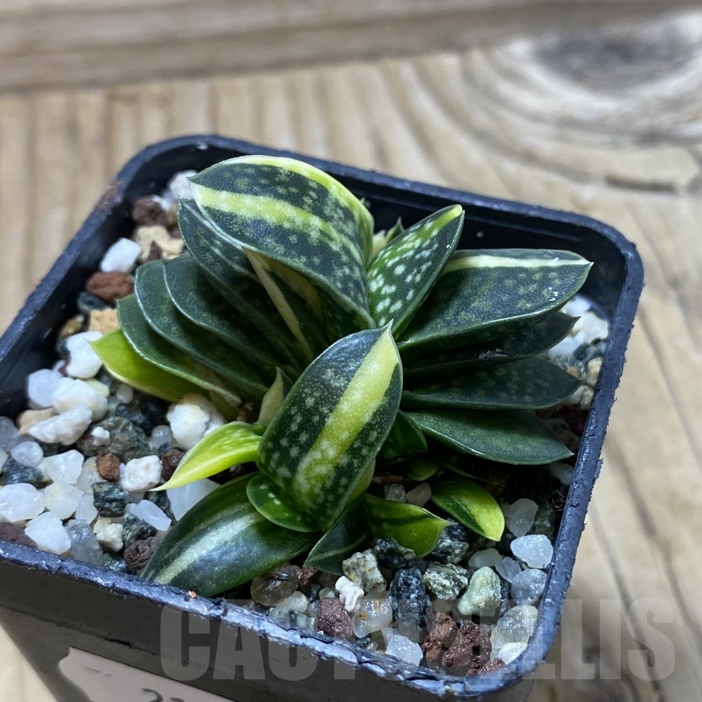 SH21369 Gasteria minima f. variegata - Image 2