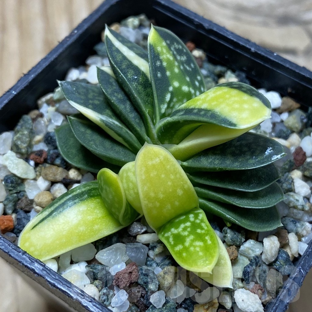 SH21370 Gasteria minima f. variegata