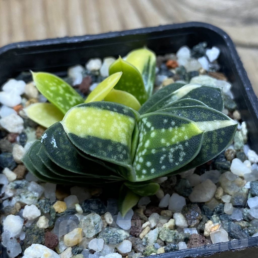 SH21370 Gasteria minima f. variegata - Image 2