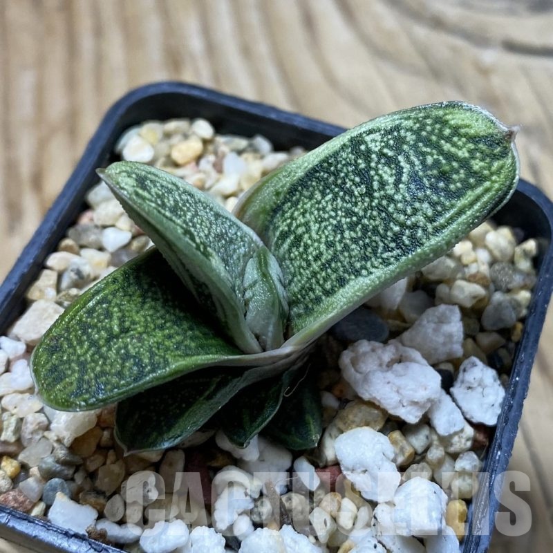 SH21371 Gasteria 'Warthog', clone 2